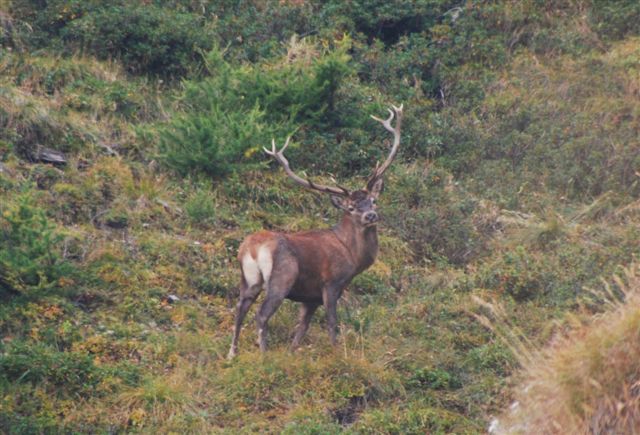 PASSIONE PER IL CERVO
